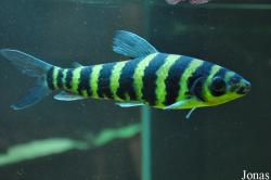 Anostomidae
