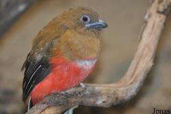 Harpactes erythrocephalus