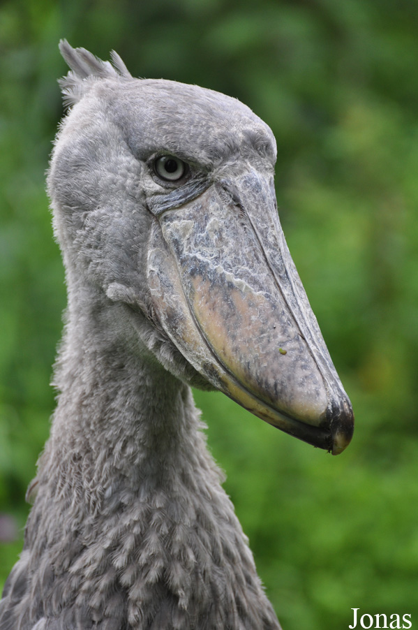 Zoologischer Garten Zürich