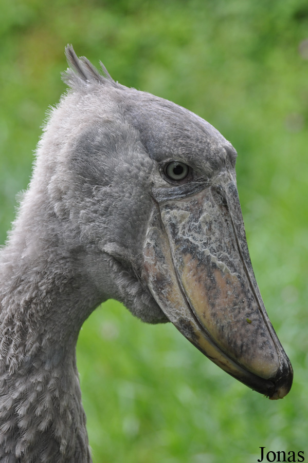 Zoologischer Garten Zürich