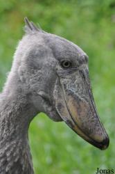 Zoologischer Garten Zürich
