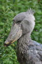 Zoologischer Garten Zürich