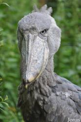 Zoologischer Garten Zürich