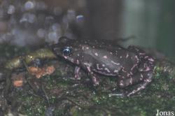 Atelopus flavescens