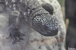 Heloderma horridum
