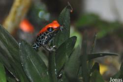 Ranitomeya reticulata