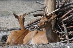 Zoologischer Garten Zürich