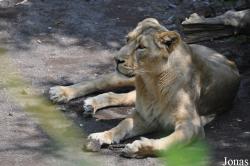 Zoologischer Garten Zürich