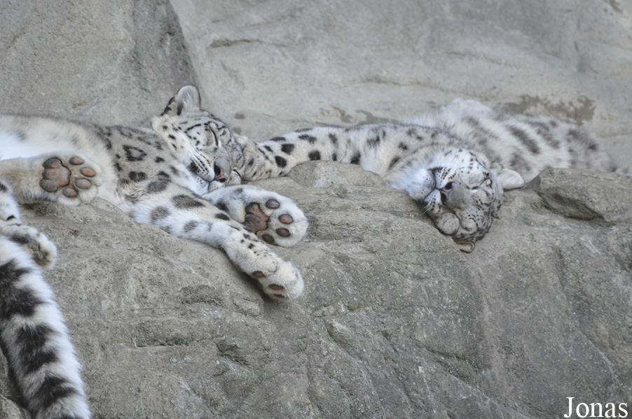 Zoologischer Garten Zürich
