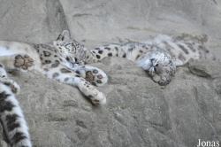 Zoologischer Garten Zürich