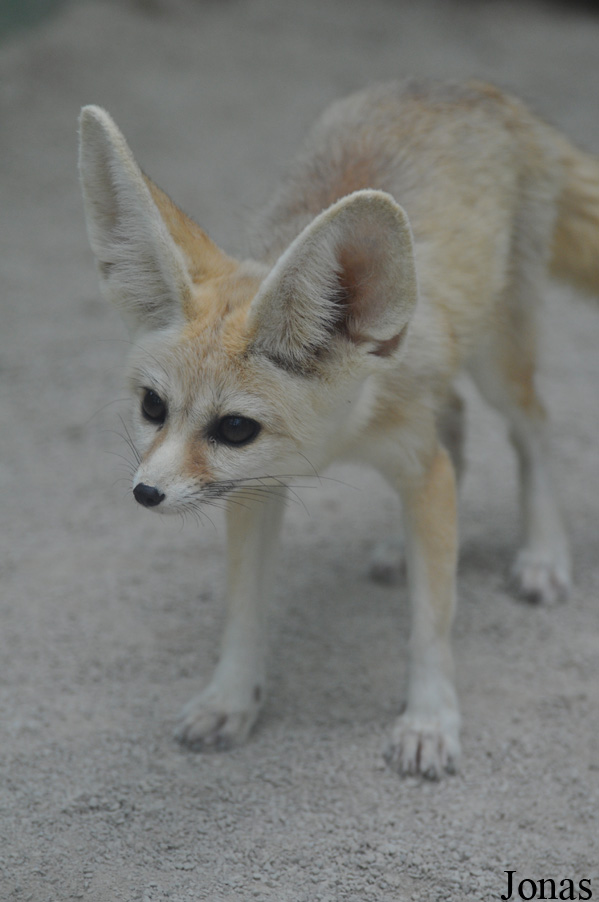 Toni´s Zoo