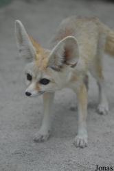 Toni´s Zoo
