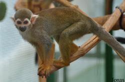 Toni´s Zoo