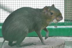 Toni´s Zoo