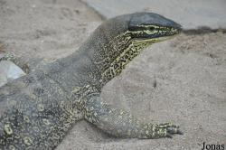Varanus gouldii
