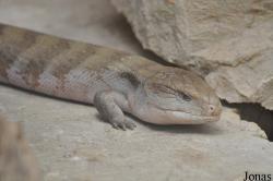 Tiliqua scincoides intermedia
