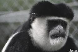 Toni´s Zoo