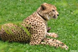 Toni´s Zoo