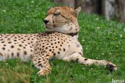Toni´s Zoo