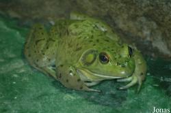 Lithobates catesbeianus