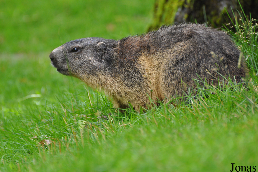 Tierpark Goldau