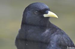 Pyrrhocorax graculus