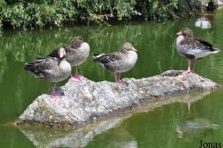Tierpark Goldau