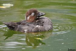 Tierpark Goldau