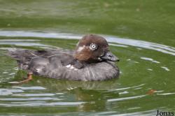 Tierpark Goldau