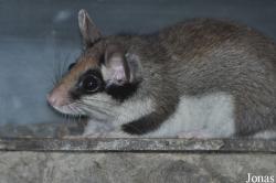 Eliomys quercinus