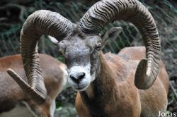 Tierpark Goldau