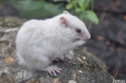 Knies Kinderzoo
