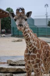 Knies Kinderzoo