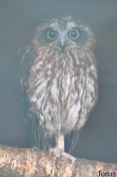 Eulen- und Greifvogelpark Buchs