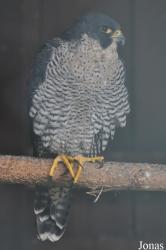 Eulen- und Greifvogelpark Buchs