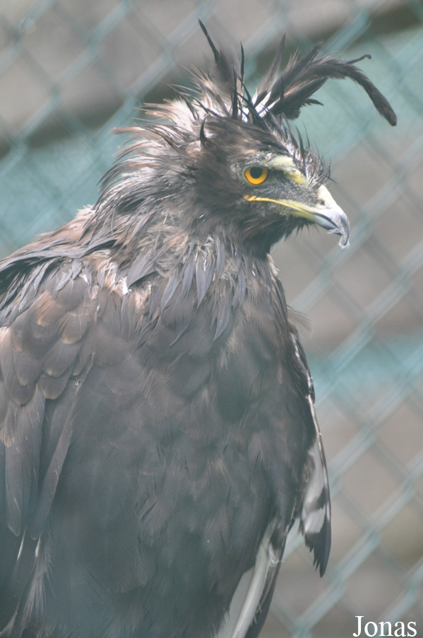 Eulen- und Greifvogelpark Buchs