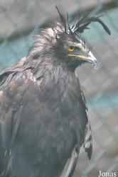 Eulen- und Greifvogelpark Buchs