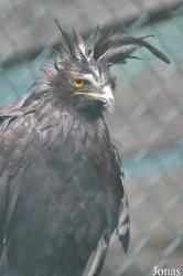 Eulen- und Greifvogelpark Buchs
