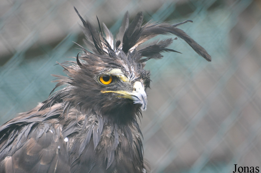 Eulen- und Greifvogelpark Buchs