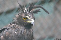 Eulen- und Greifvogelpark Buchs
