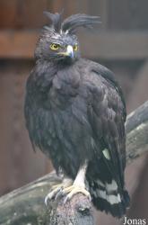 Eulen- und Greifvogelpark Buchs