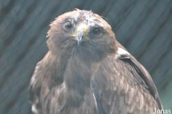 Eulen- und Greifvogelpark Buchs