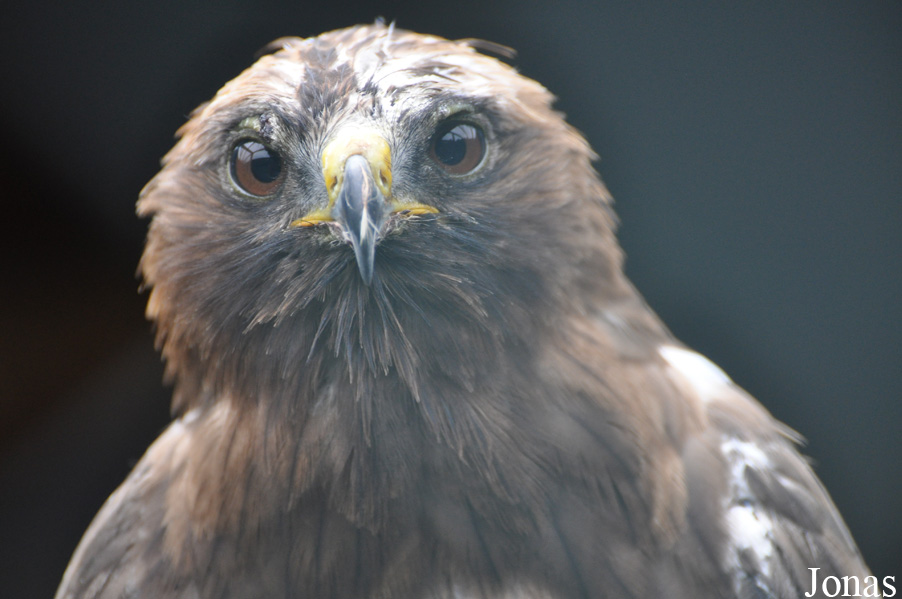 Eulen- und Greifvogelpark Buchs