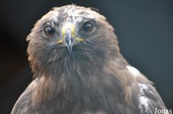 Eulen- und Greifvogelpark Buchs