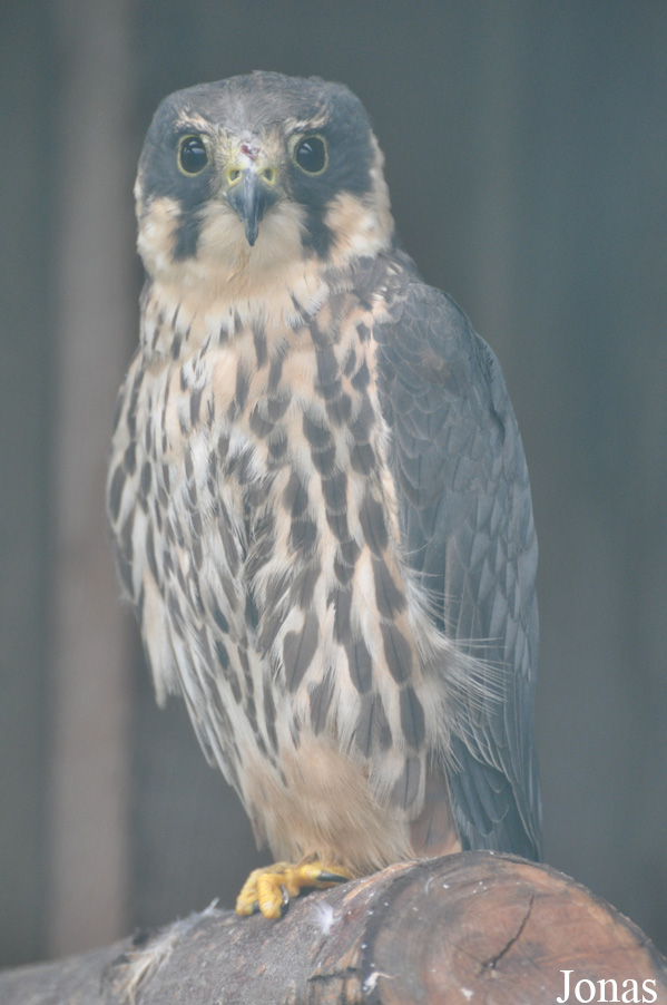 Eulen- und Greifvogelpark Buchs