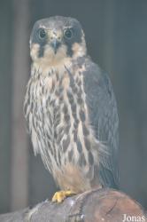 Eulen- und Greifvogelpark Buchs