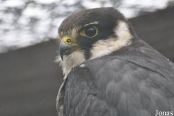 Falco subbuteo