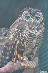 Eulen- und Greifvogelpark Buchs