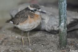 Volière im Stadtpark