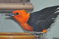 Amblyramphus holosericeus
